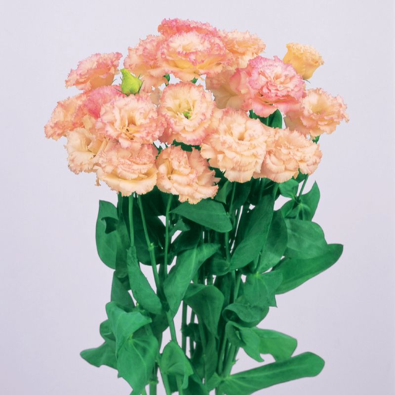 わー アンソニーキャセイ ゴールデンテイルII ラッセン Lisianthus Voyage 2 Champagne F1 Seed – Harris Seeds