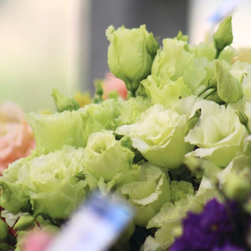 lisianthus indoor plant Lisianthus Voyage 2 Green F1 Seed