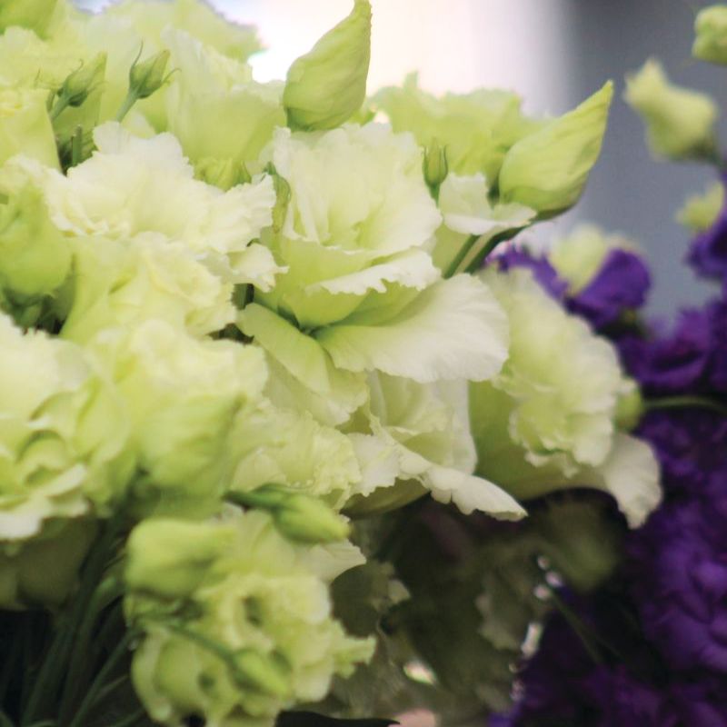 lisianthus indoor or outdoor plant Lisianthus Voyage 2 Green F1 Seed