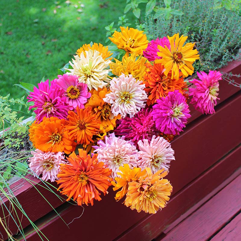 Zinnia Chrysanthemum Mix Seed RAW / 10,000 seeds / UNTREATED