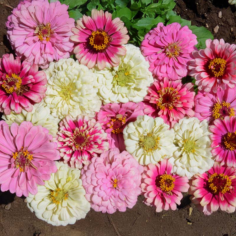 Zinnia Strawberry Parfait Mix Seed – Harris Seeds