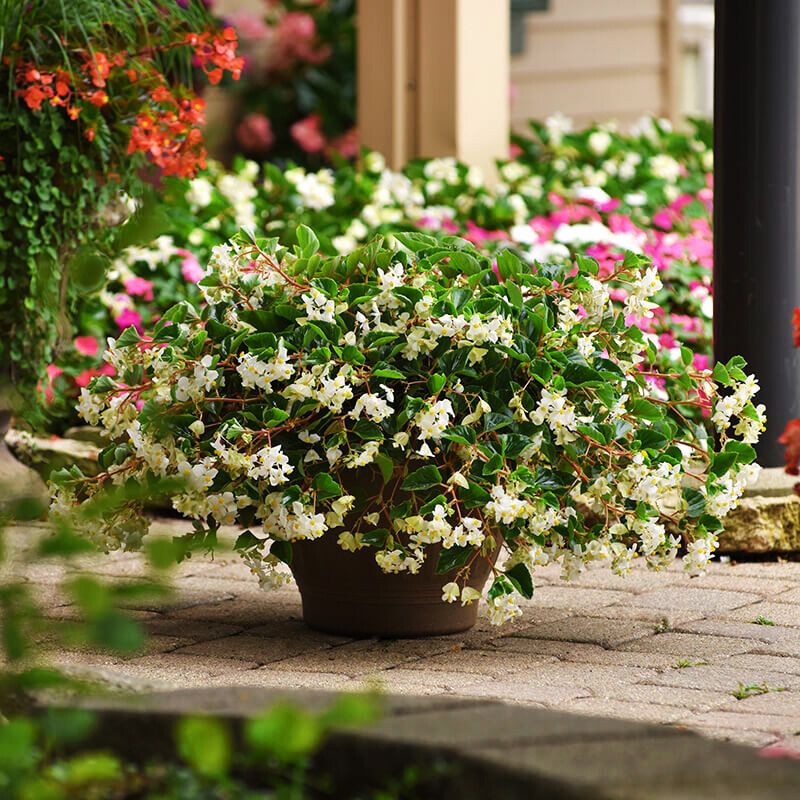 Begonia Hula Blush | Hayloft