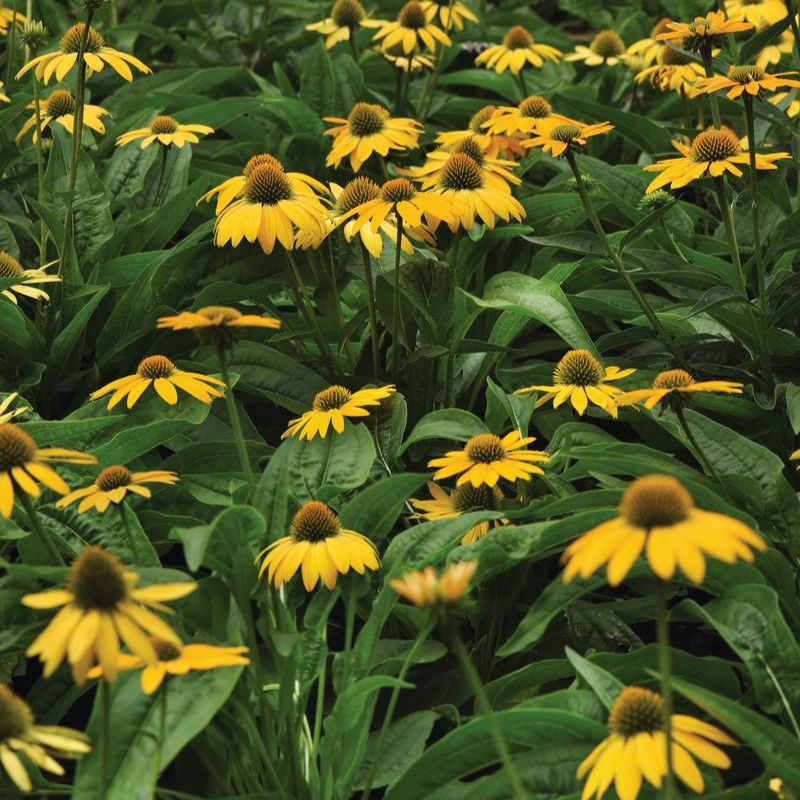 yellow echinacea seeds Echinacea Artisan Yellow Ombre F1 Seed RAW / 25 seeds / UNTREATED