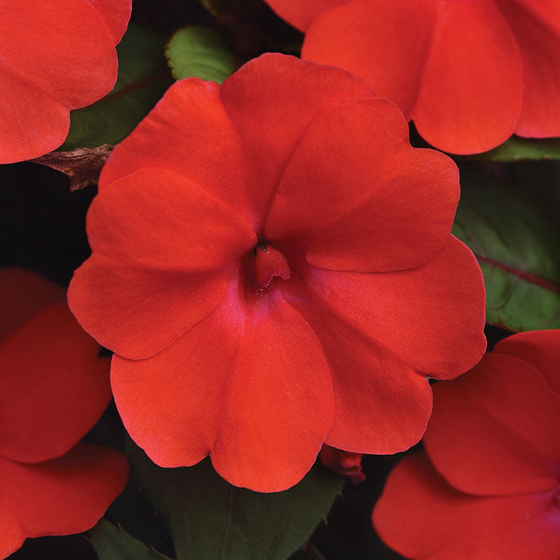 Impatiens Solarscape Orange Burst F1 Seed – Harris Seeds