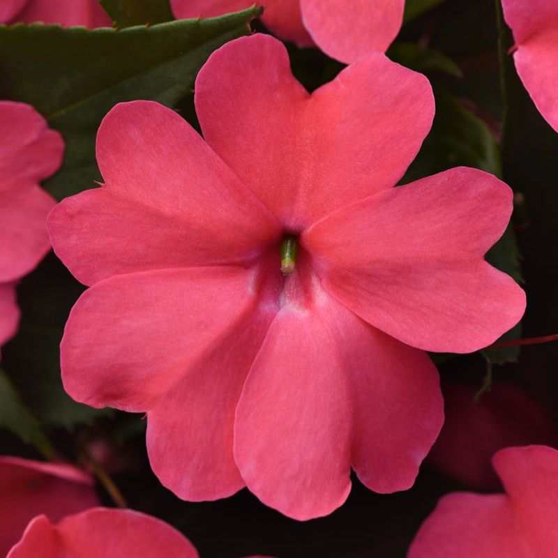 Impatiens Solarscape Xl Salmon Glow F1 Seed – Harris Seeds Impatiens Solarscape Xl Salmon Glow F1 Seed – Harris Seeds