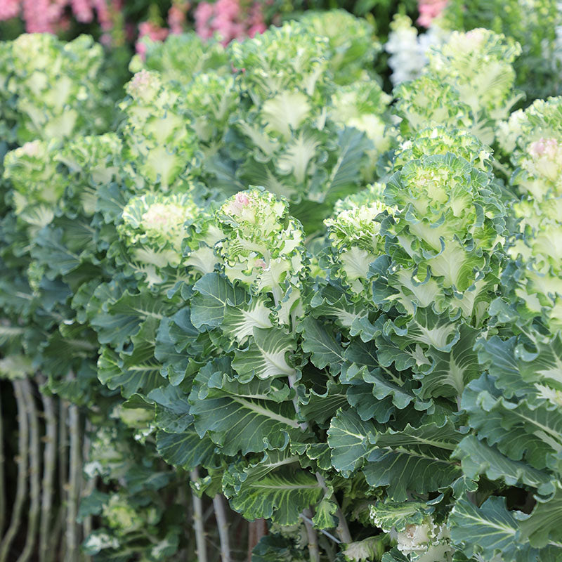 Ornamental Kale Crane Ruffle Bicolor F1 Seed Harris Seeds
