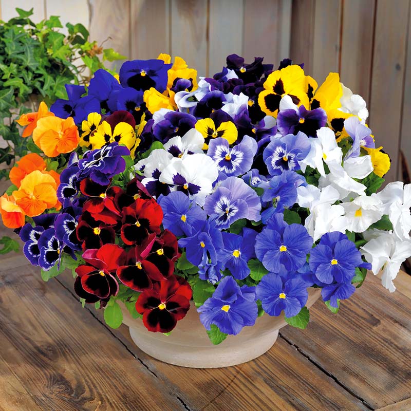 Pansy Inspire Plus Maxi Mix F1 Seed – Harris Seeds