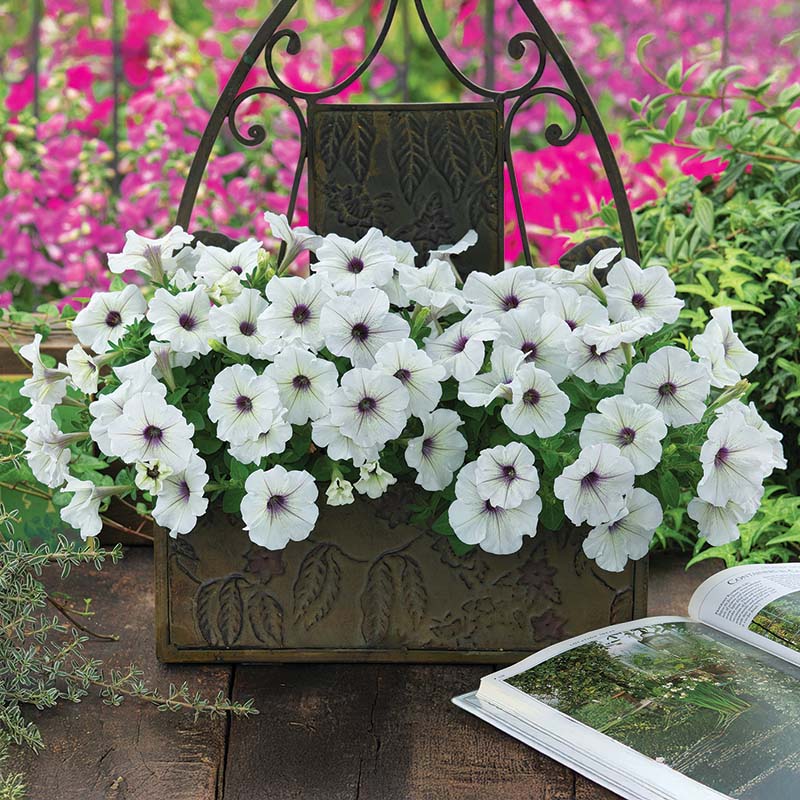 trilogy herbicide Petunia Trilogy Silver Blotch F1 Seed PELLETED / 100 Seeds / UNTREATED