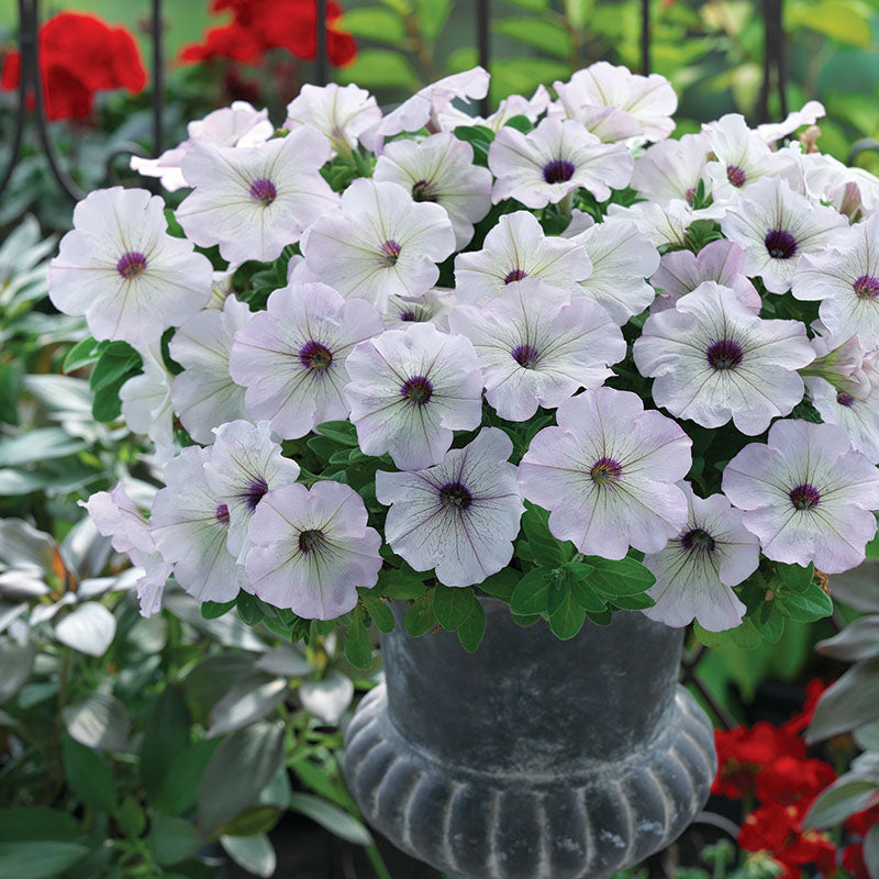 trilogy herbicide Petunia Trilogy Silver Blotch F1 Seed PELLETED / 100 Seeds / UNTREATED