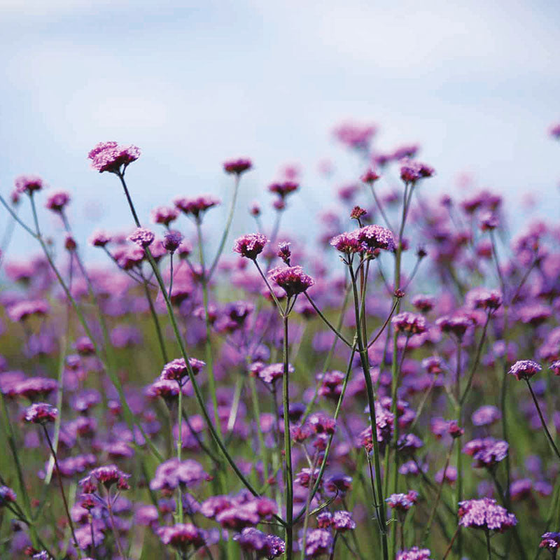 rose verbena seeds Verbena Vanity Seed RAW / 250 seeds / UNTREATED
