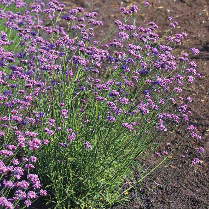 Verbena Vanity Seed – Harris Seeds