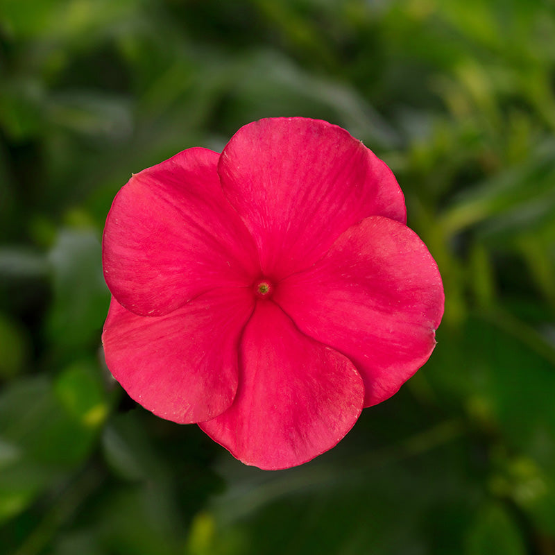 Vinca Cora Cascade XDR Punch F1 Seed – Harris Seeds
