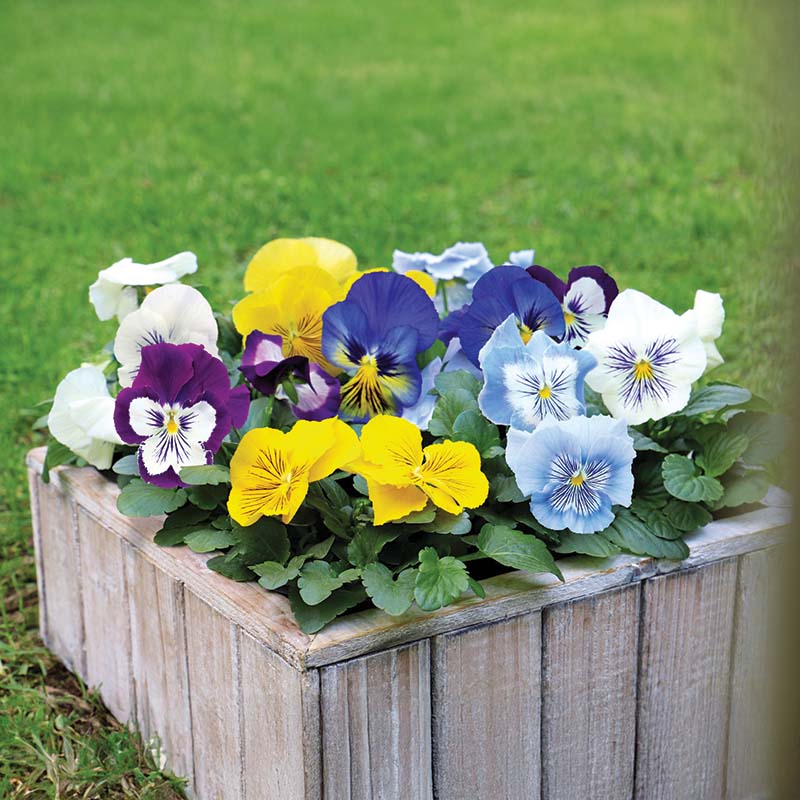 Viola Cats Plus Mix F1 Seed RAW / 250 seeds / UNTREATED