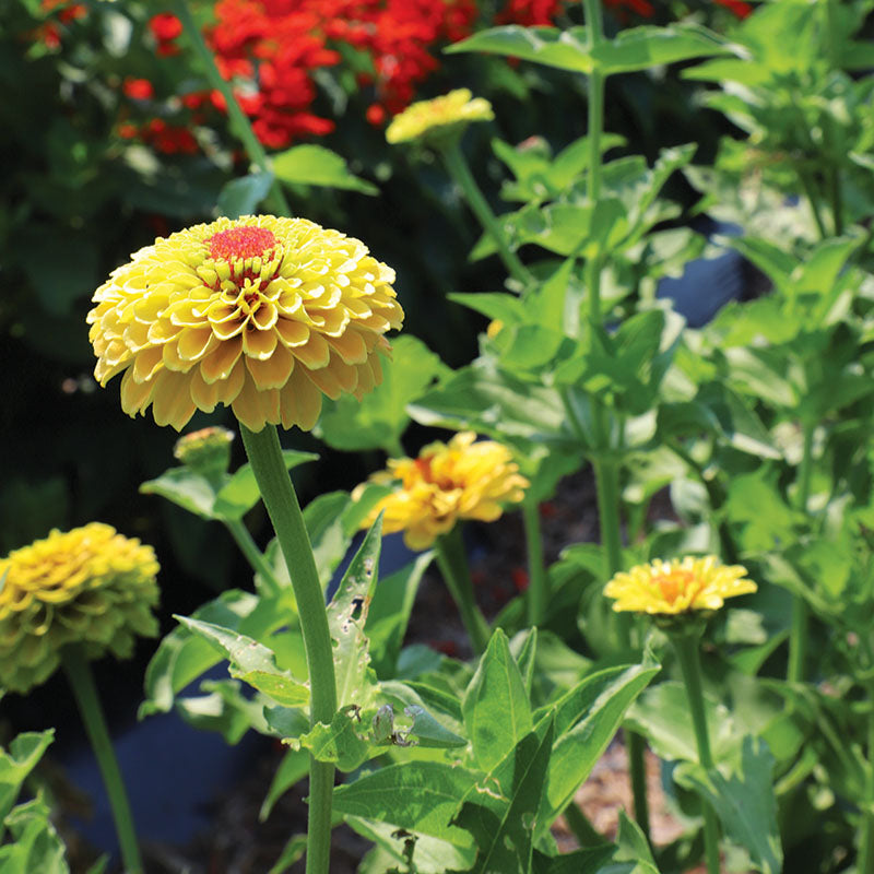 レモン Zinnia 'Queeny Lemon Peach' seeds