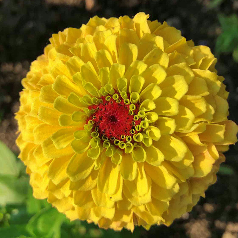 Zinnia Queeny Lemon Peach Seed – Harris Seeds