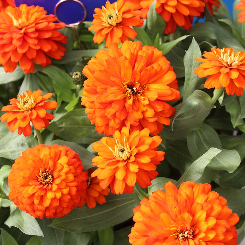 fire and flower seeds Zinnia Zydeco Fire Seed