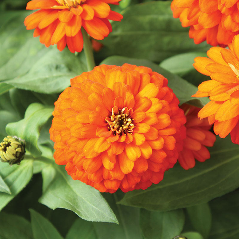 Zinnia Zydeco Fire Seed – Harris Seeds