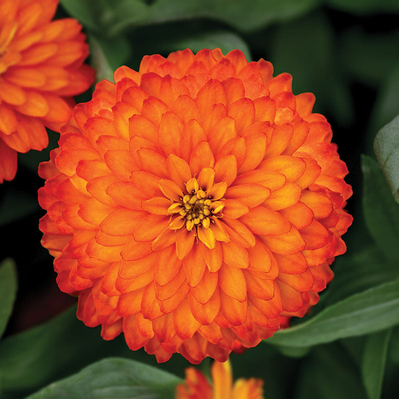 Zinnia Zydeco Fire Seed – Harris Seeds