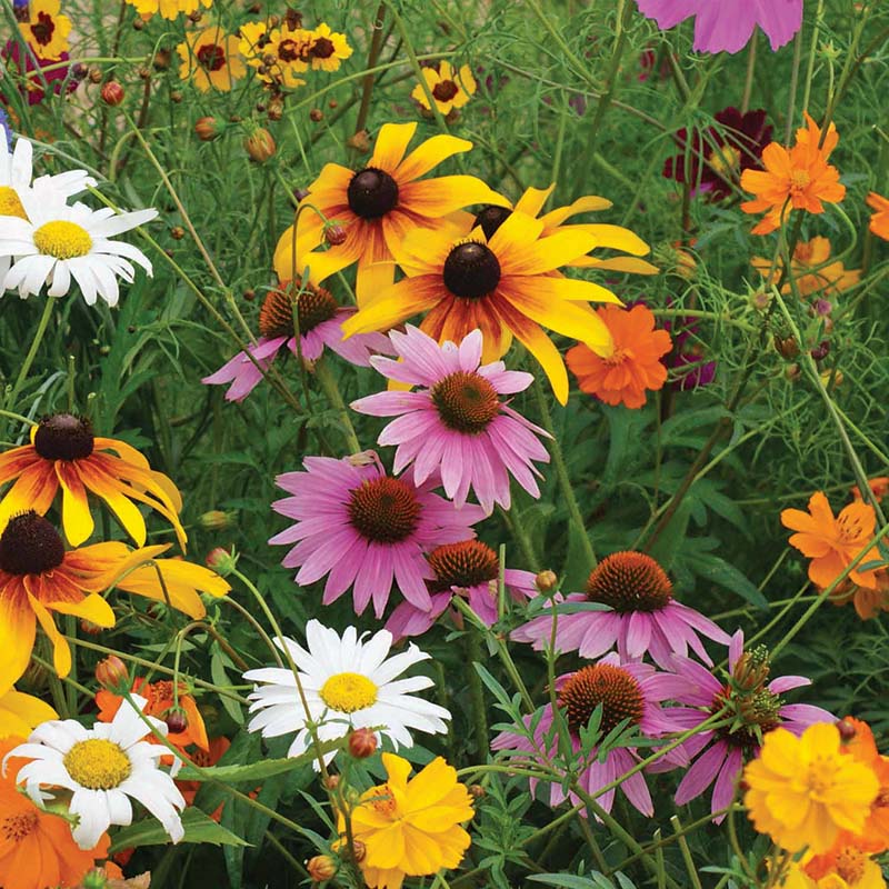 bulk flower seeds by the pound Wildflowers Cut Flower Mix Seed RAW / 1/4 lb. / UNTREATED