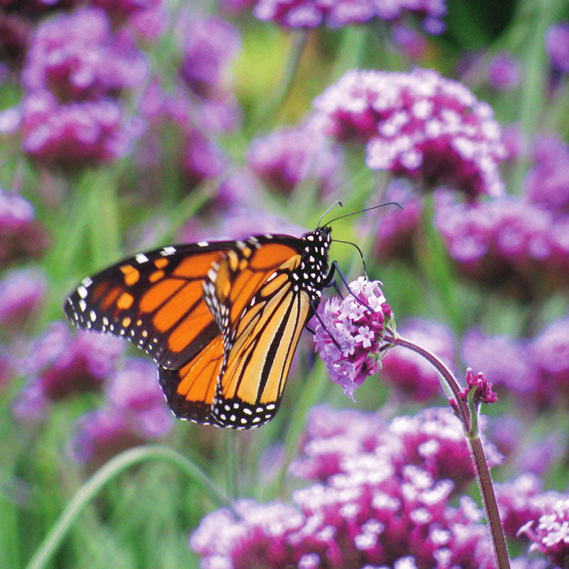 monarch butterfly wildflower seed mix Wildflowers Native Monarch Mix Seed RAW / 1/4 lb. / UNTREATED