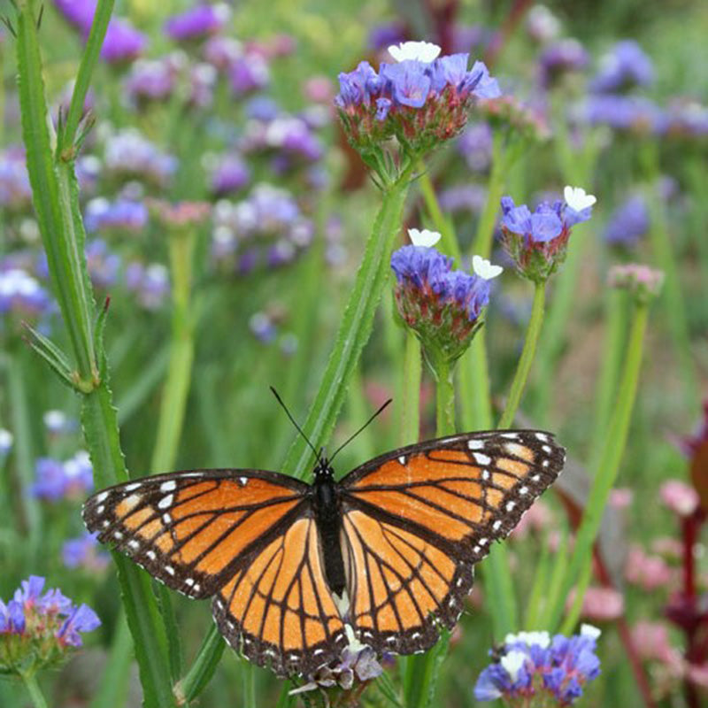 Wildflowers Native Monarch Mix Seed Harris Seeds
