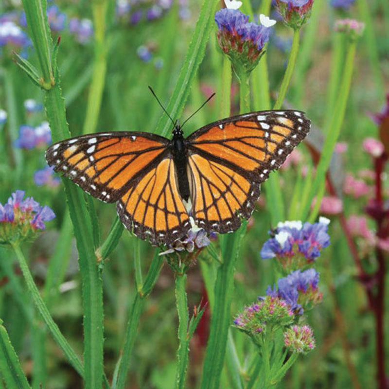 monarch butterfly wildflower seed mix Wildflowers Native Monarch Mix Seed RAW / 1/4 lb. / UNTREATED