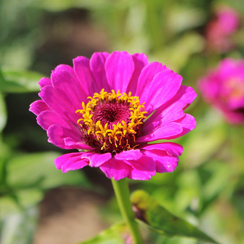Zinnia Dreams Seed – Harris Seeds