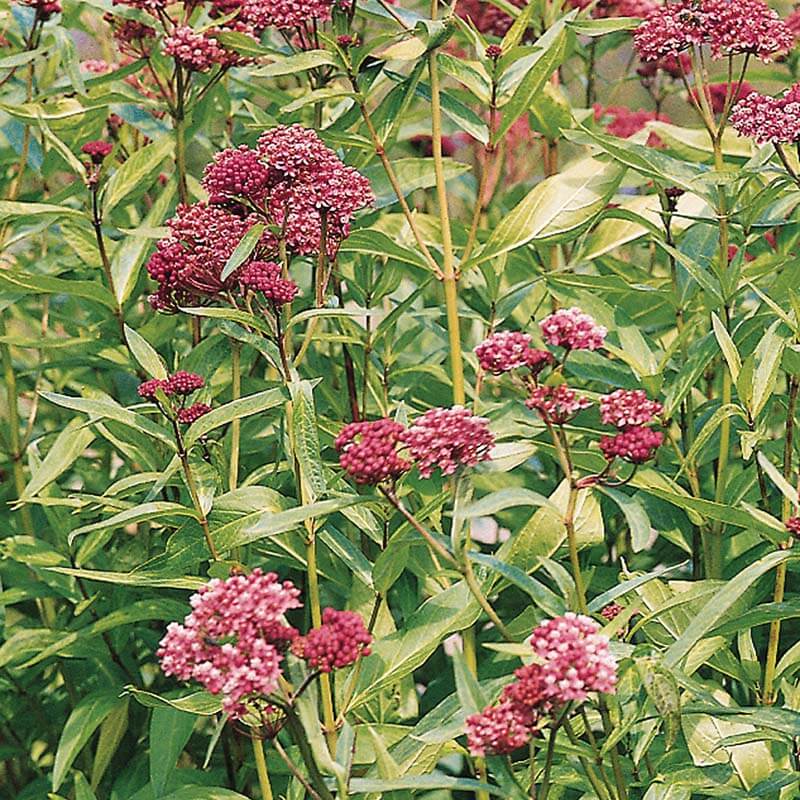 elegiac couplet flower seeds Asclepias Soulmate Seed RAW / 250 seeds / UNTREATED