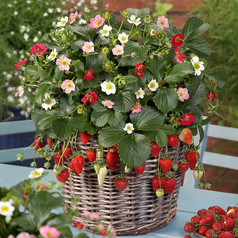 Strawberry Rainbow Treasure F1 Seed – Harris Seeds