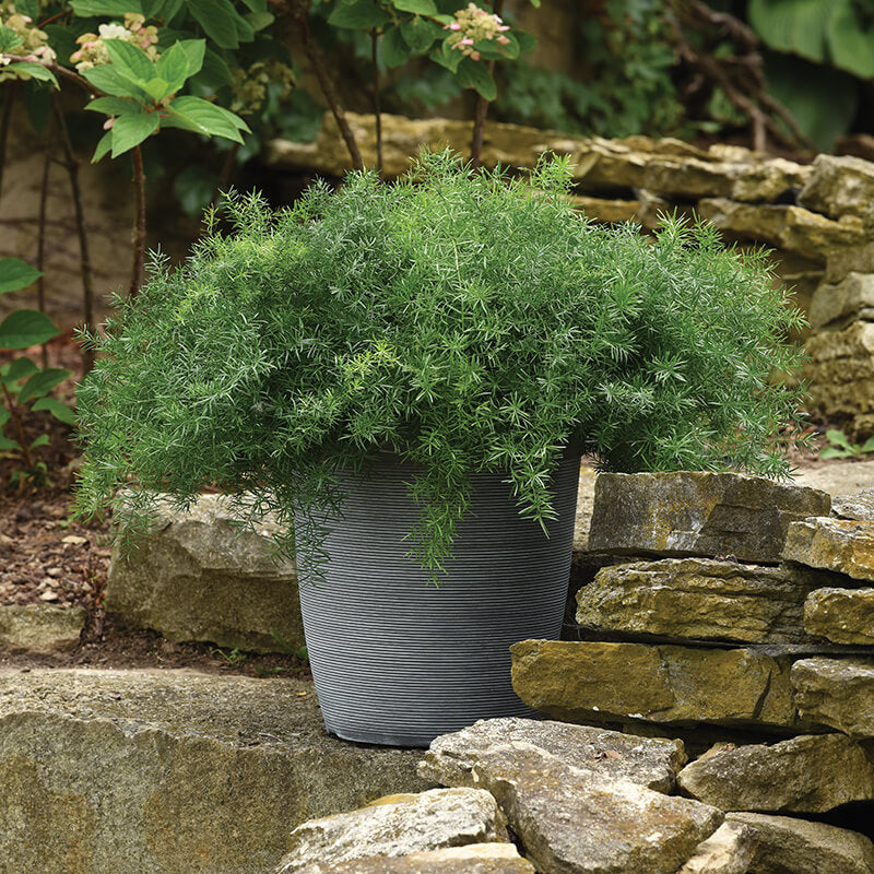 Growing Asparagus Fern: Complete Care Guide!