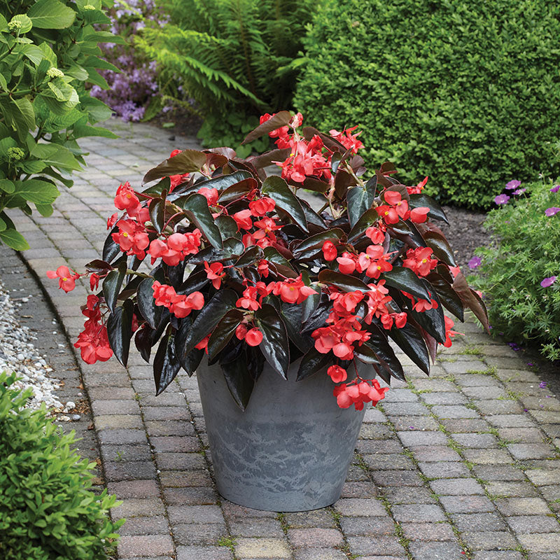 dragon wing plant indoor Begonia Dragon Wing Red Bronze Leaf F1 Seed