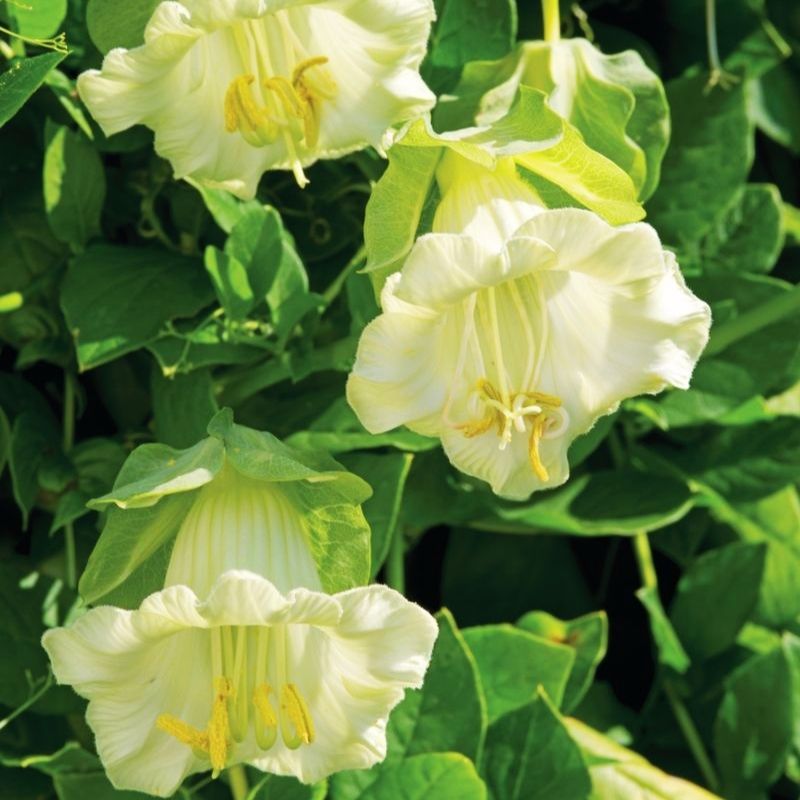BellBena　ベルベナ　エンゼン　クリームパウダー3　22個 Cobaea Cathedral Bells White Seed – Harris Seeds