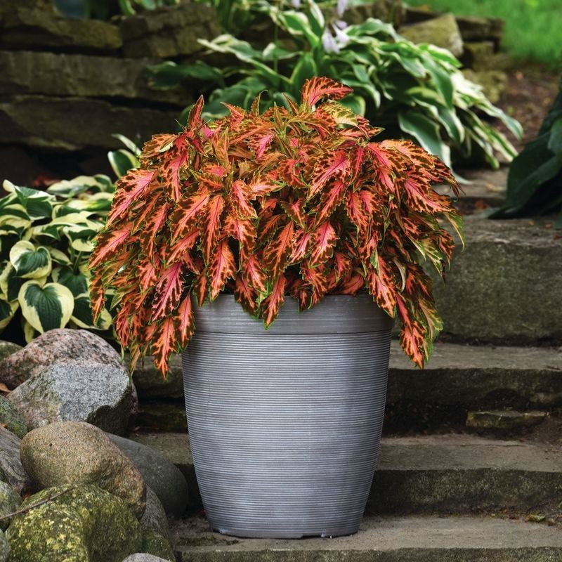 Coleus Premium Sun Coral Candy Seed – Harris Seeds