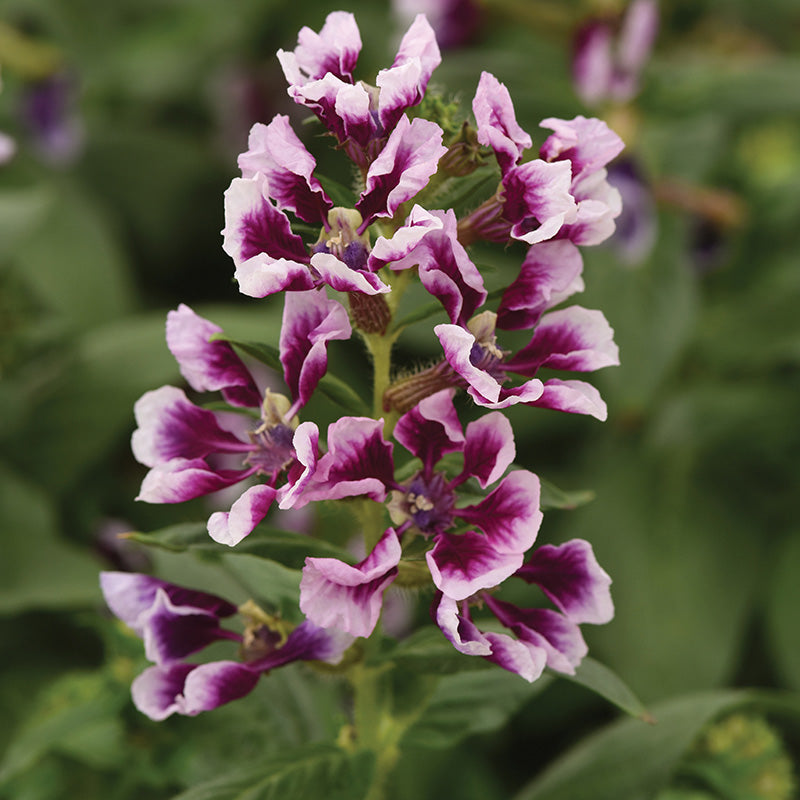 Cuphea Sweet Talk™ Lavender Splash F1 Seed – Harris Seeds