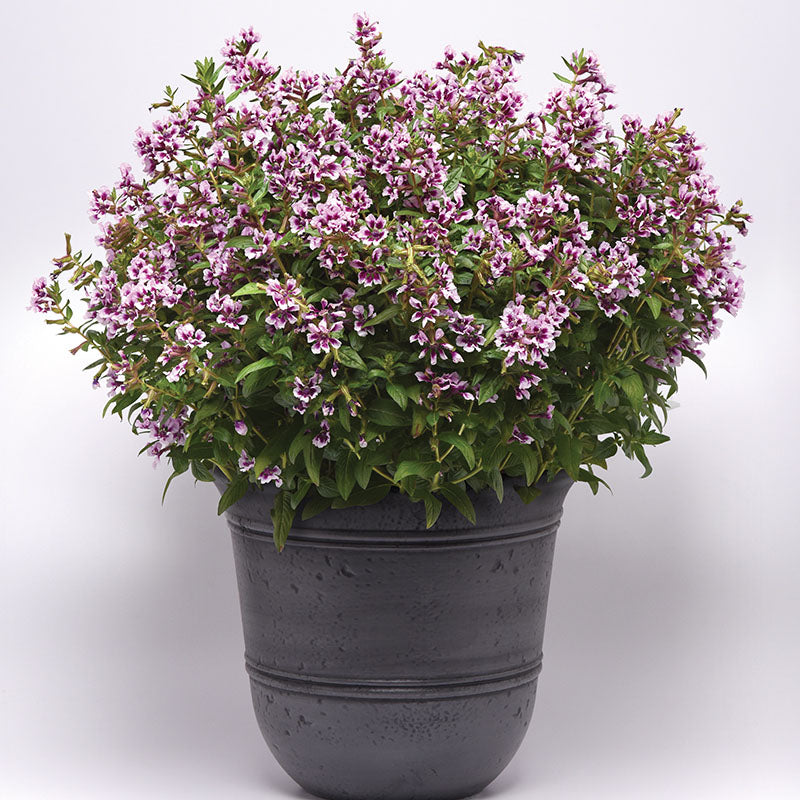 cuphea lavender plant Cuphea Sweet Talk Lavender Splash F1 Seed RAW / 25 seeds / UNTREATED