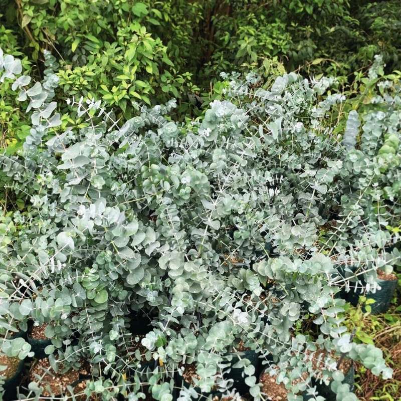 eucalyptus seeds for planting Eucalyptus Silver Dollar Seed RAW / 50 seeds / UNTREATED