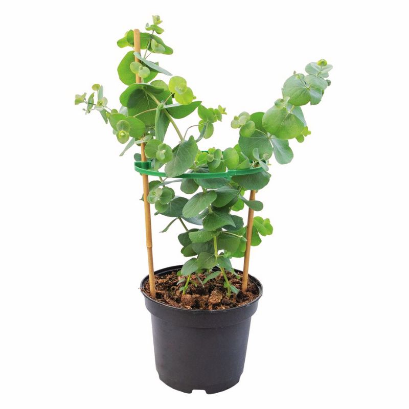 silver dollar eucalyptus potted plant Eucalyptus Silver Dollar Seed RAW / 50 seeds / UNTREATED