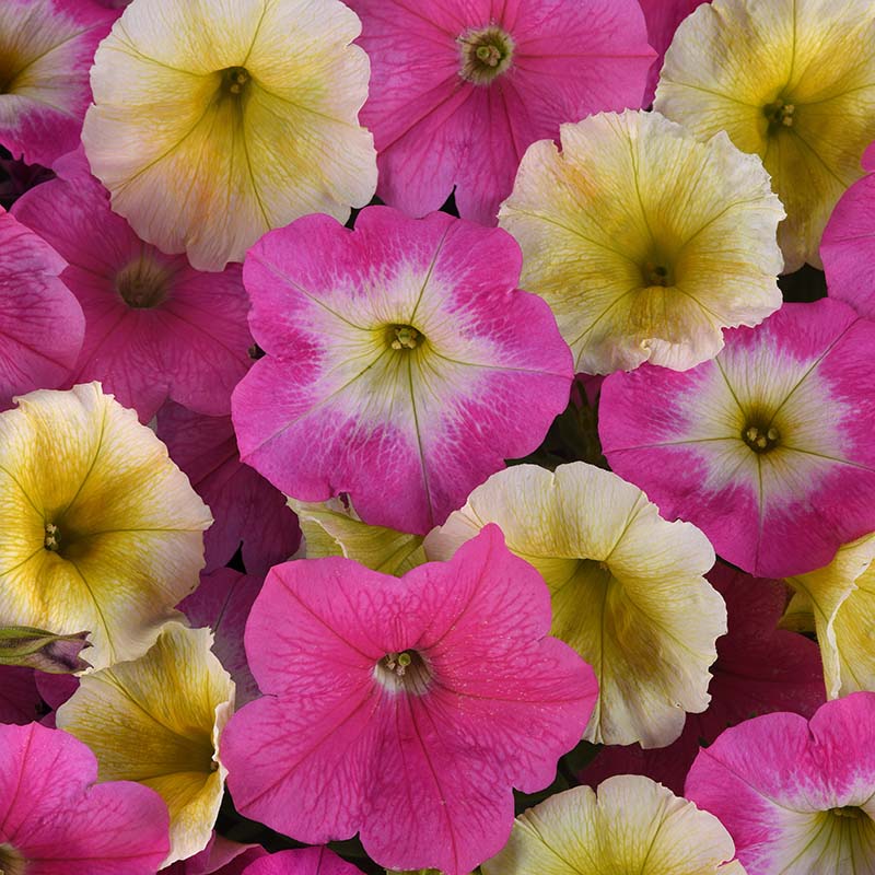 Petunia E3 Easy Wave Sweet Taffy Mix F1 Seed – Harris Seeds