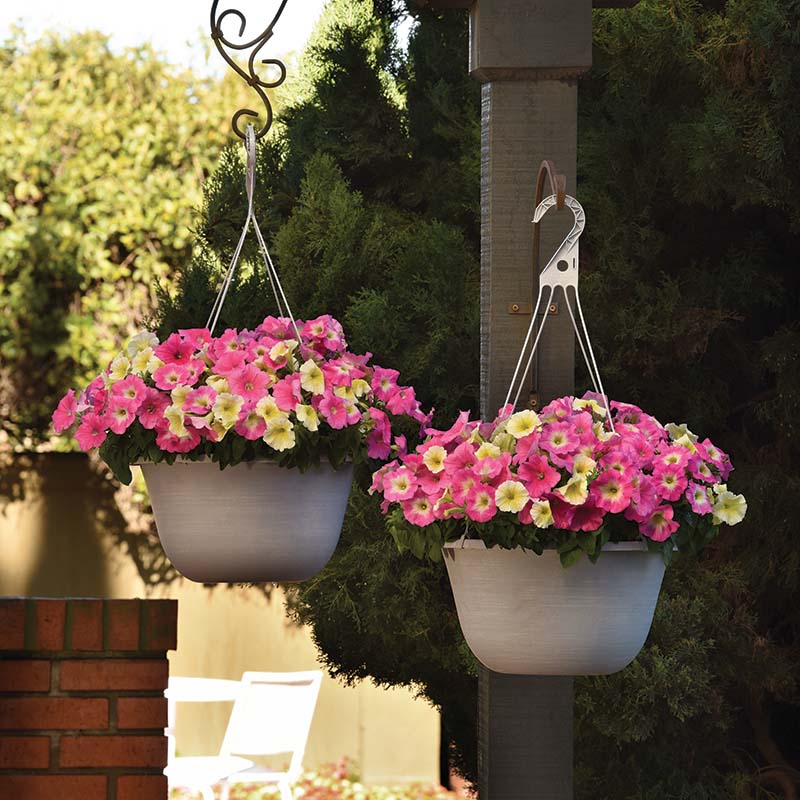 Petunia E3 Easy Wave Sweet Taffy Mix F1 Seed – Harris Seeds