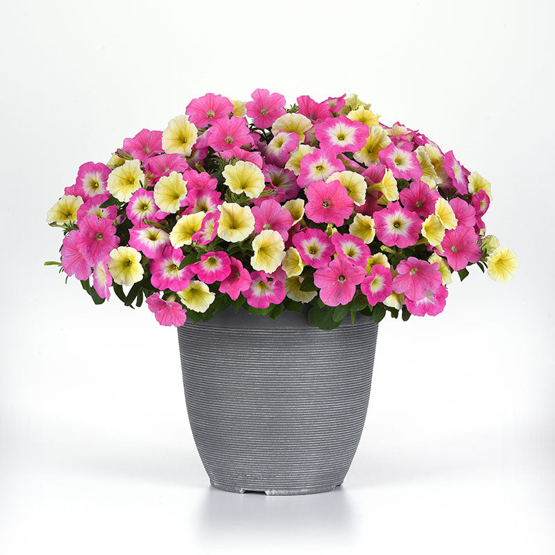 Petunia E3 Easy Wave Sweet Taffy Mix F1 Seed – Harris Seeds