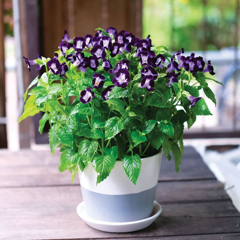 Torenia Vertigo Deep Blue F1 Seed – Harris Seeds