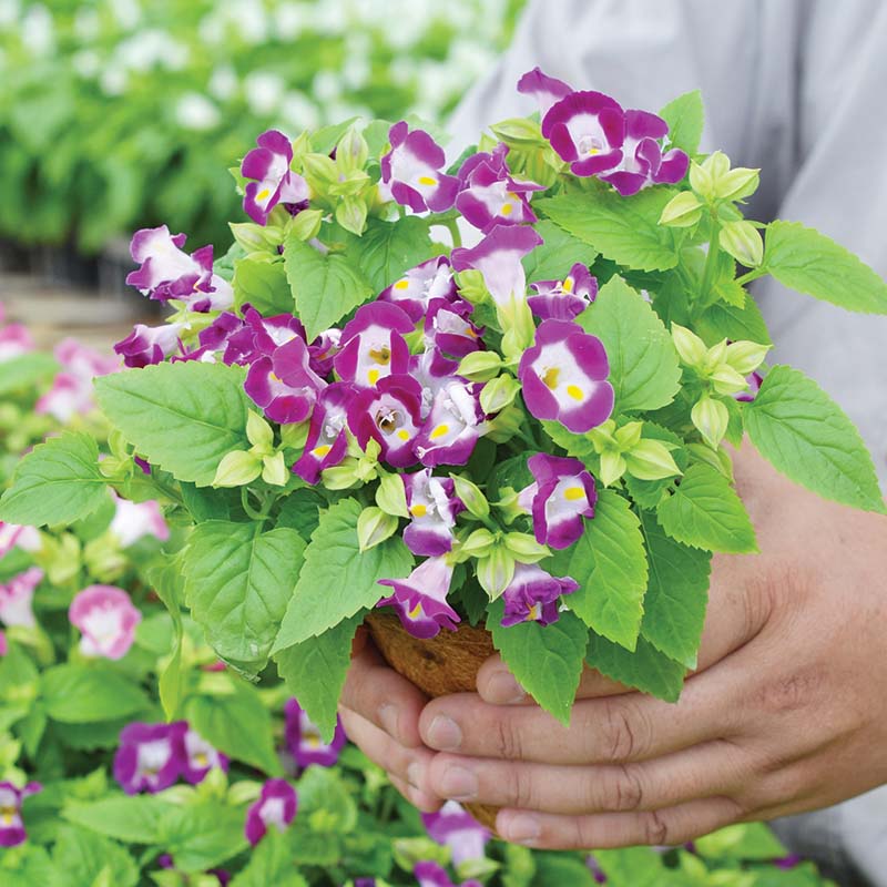magenta plant seed Torenia Vertigo Magenta F1 Seed