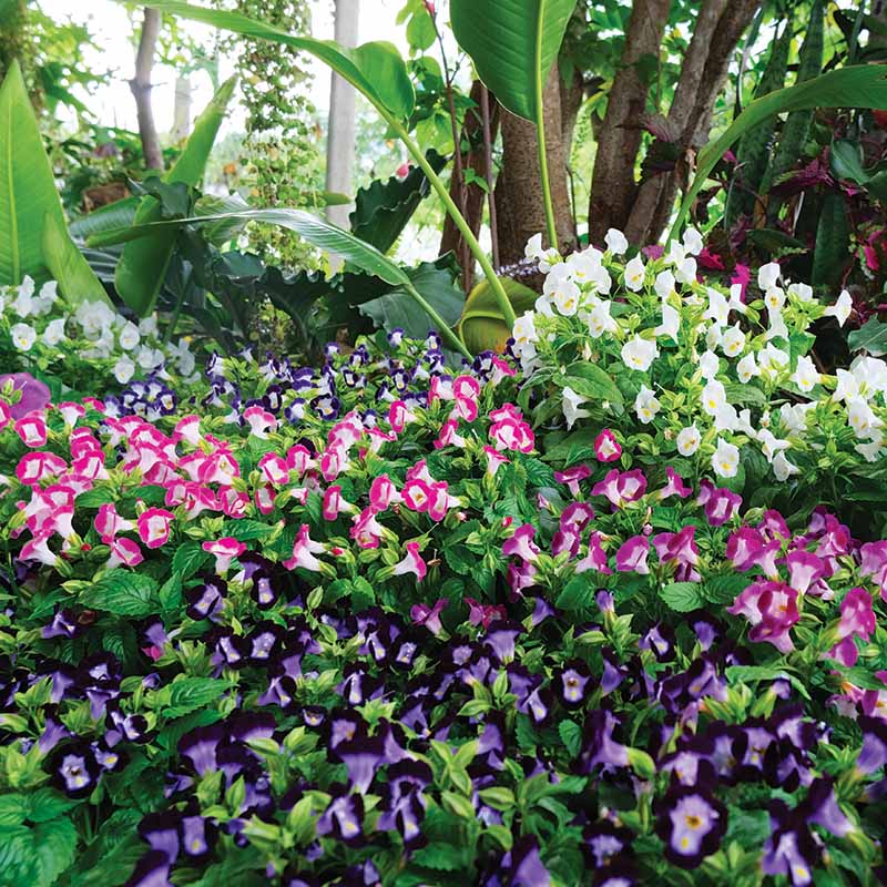 Torenia Vertigo Mix F1 Seed – Harris Seeds