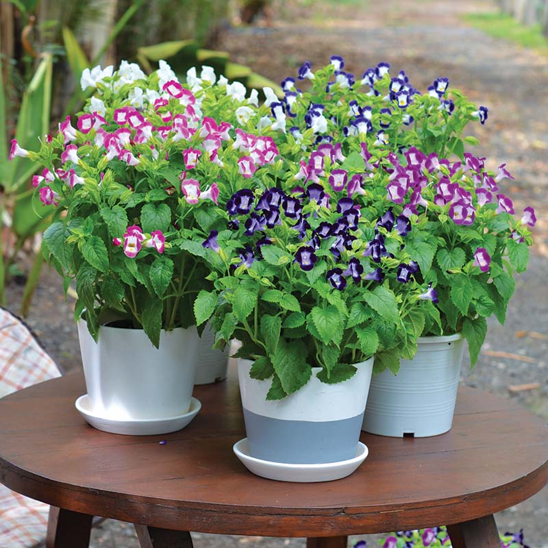 torenia flower seeds Torenia Vertigo Mix F1 Seed