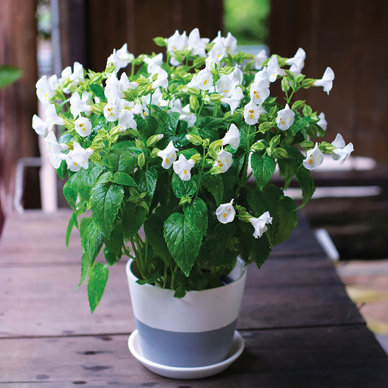 torenia flower seeds Torenia Vertigo White F1 Seed
