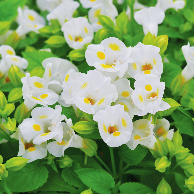 torenia flower seeds Torenia Vertigo White F1 Seed