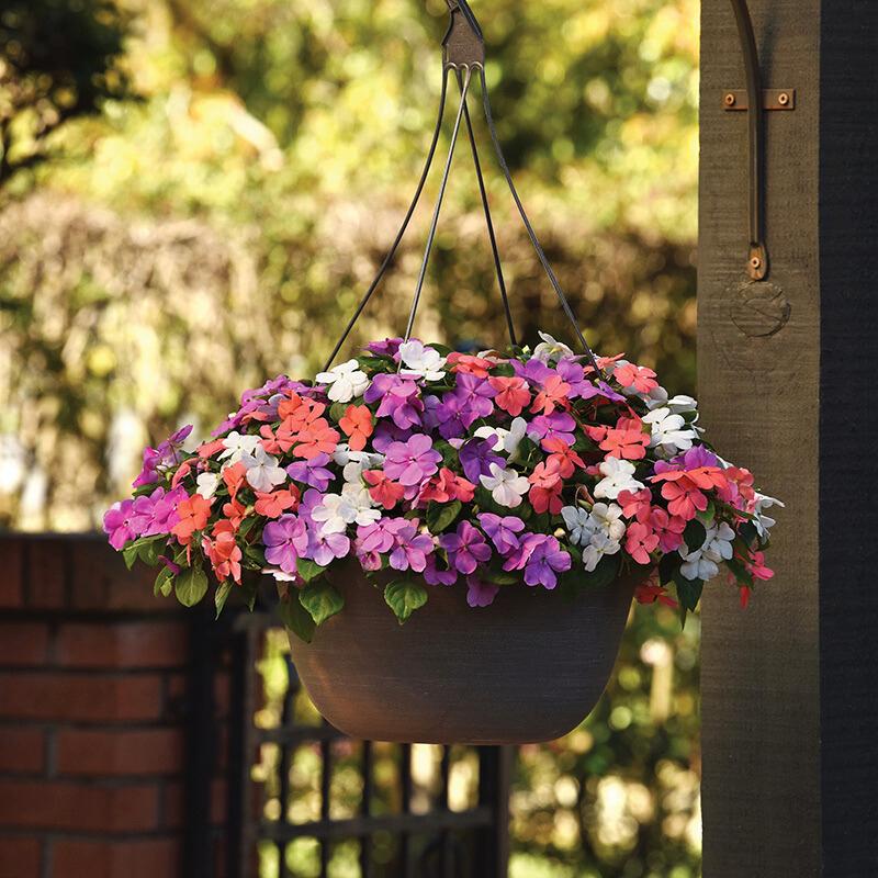 Impatiens Beacon Pearl Island Mix Seed – Harris Seeds