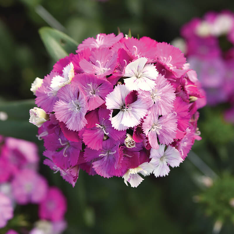 magic seed plant Dianthus Amazon Lavender Magic Seed RAW / 100 seeds / UNTREATED