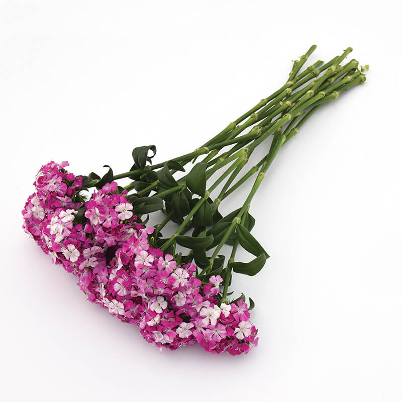 lavender plant amazon Dianthus Amazon Lavender Magic Seed RAW / 100 seeds / UNTREATED