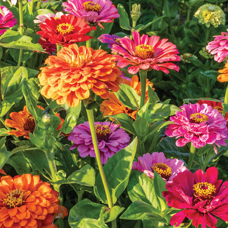 Zinnia Super Yoga Mix Seed Harris Seeds